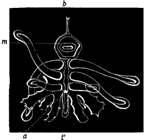 Fig. 171. Lower side of ray of young Star-fish; m mouth, b madreporic body, e eye-speck.