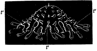 Fig. 172. Young Star-fish seen in profile