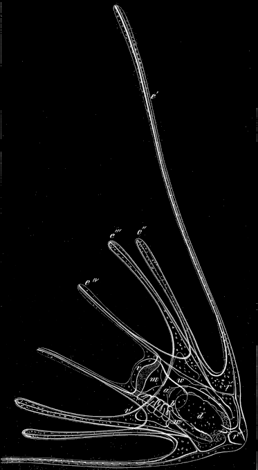 Fig. 183. Larva of Ophiuran.