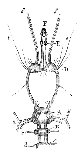 Anterior portion of the nervous system in Lepas fascicularis.