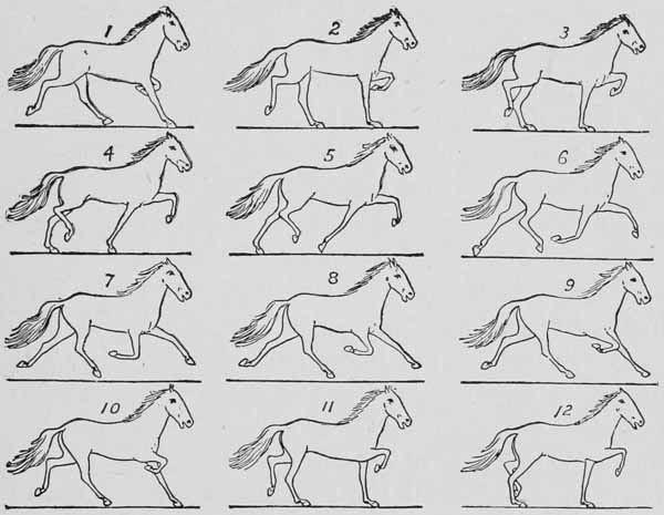 Some consecutive phases of the trot.