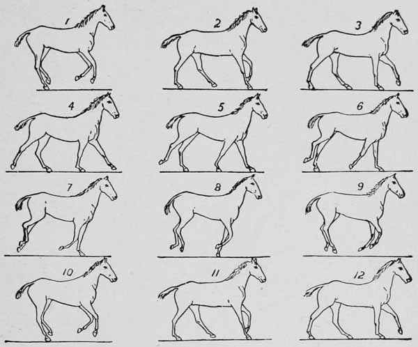 Some consecutive phases of the canter.