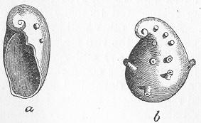 Fig. 99