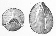 Fig. 113