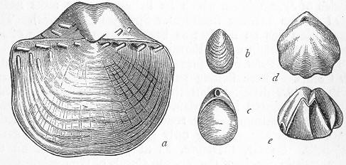 Fig. 135