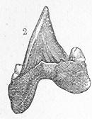 Fig. 224