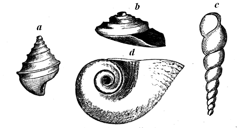 Silurian Sea-snails. Canada.