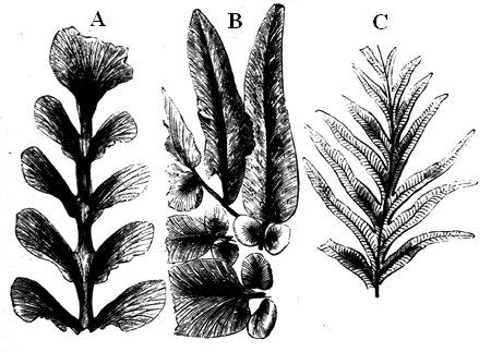 Carboniferous Ferns.