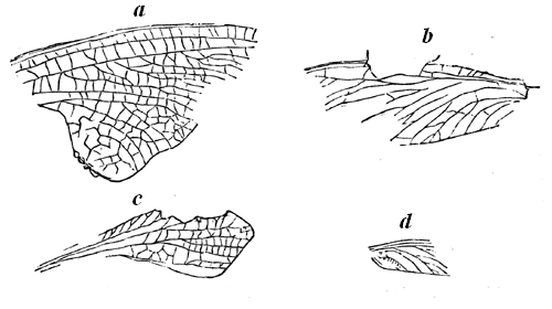 Wings of Devonian Insects.