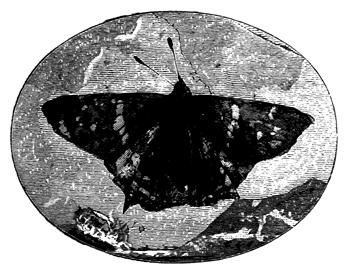 An Eocene Butterfly.