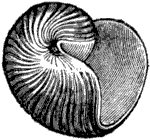 Fig. 54