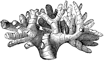 Fig. 80