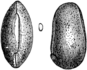 Fig. 143