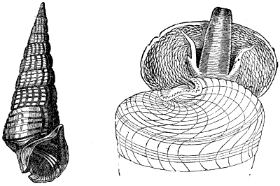 Fig. 157