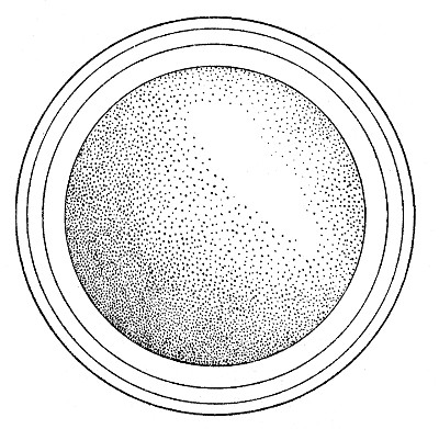 Fig. 1. Diagram of an egg of Pseudoeurycea belli from San Juan de Parangaricutiro, Michoacán. × 10.