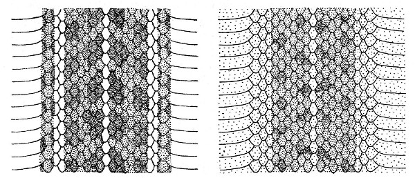 Fig. 10. Dorsal color pattern of Thamnophis dorsalis cyclides (A) and Thamnophis dorsalis postremus (B).