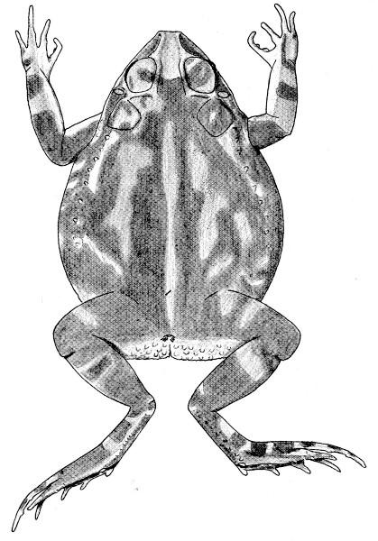 Fig. 3. Adult male of Bufo perplexus from Apatzingán, Michoacán. × 1.5.