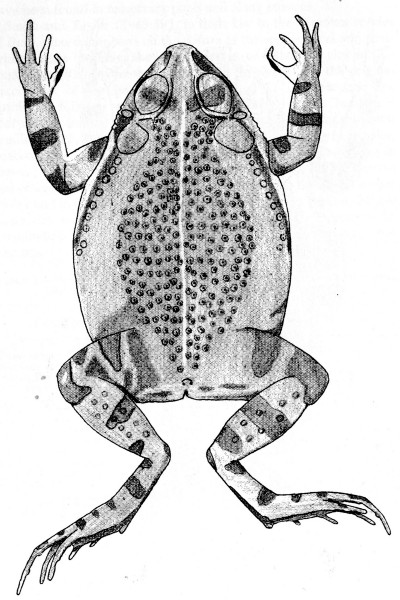 Fig. 4. Adult male of Bufo marmoreus from Pómaro, Michoacán. × 1.5.