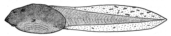 Fig. 5. Tadpole of Bufo occidentalis (UMMZ 94269) from Barranca Seca, Michoacán. × 3.