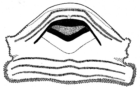 Fig. 6. Mouthparts of larval Bufo occidentalis (UMMZ 94269) from Barranca Seca, Michoacán. × 20.