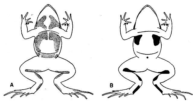 Fig. 7. Diagrammatic view of ventral surfaces of Leptodactylus melanonotus (A) and Leptodactylus occidentalis (B), showing usual position and size of glandular areas. Approx. natural size.