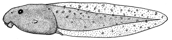 Fig. 8. Tadpole of Hyla bistincta (UMMZ 115231) from Uruapan, Michoacán. × 2.