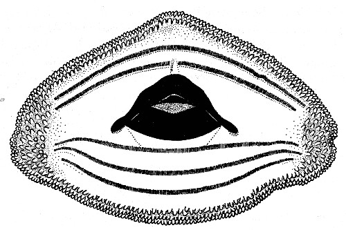 Fig. 9. Mouthparts of larval Hyla bistincta (UMMZ 115231) from Uruapan, Michoacán. × 15.