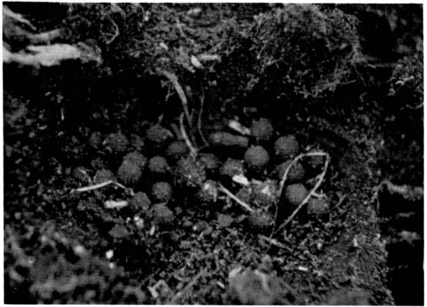 Fig. 1. Nest and eggs of Pseudoeurycea belli beneath a rock at San Juan de Parangaricutiro. Approx. natural size.