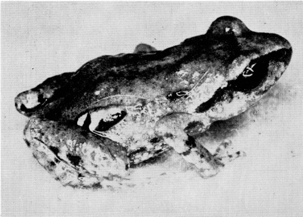 Fig. 1. Adult male of Tomodactylus angustidigitorum from Paracho, Michoacán. × 4.