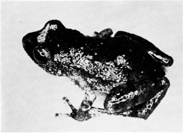 Fig. 2. Adult male of Tomodactylus fuscus from Los Cantiles, Michoacán. ×4.