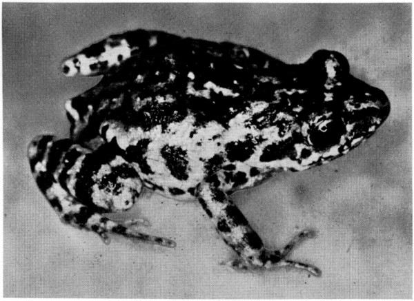 Fig. 1. Adult male of Tomodactylus nitidus nitidus from Tuxpan, Michoacán. ×.