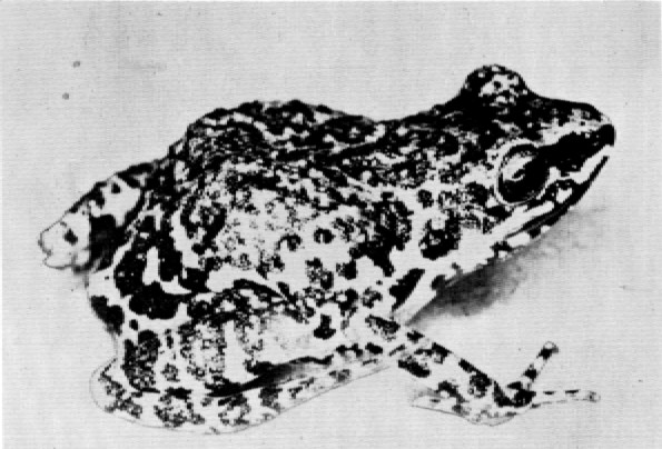 Fig. 2. Adult male of Tomodactylus nitidus orarius from Tecolapa, Colima. × 4.