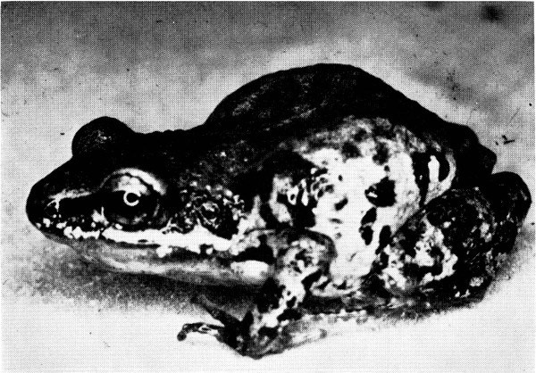 Fig. 1. Adult male of Tomodactylus nitidus petersi from Apatzingán, Michoacán. × 4.