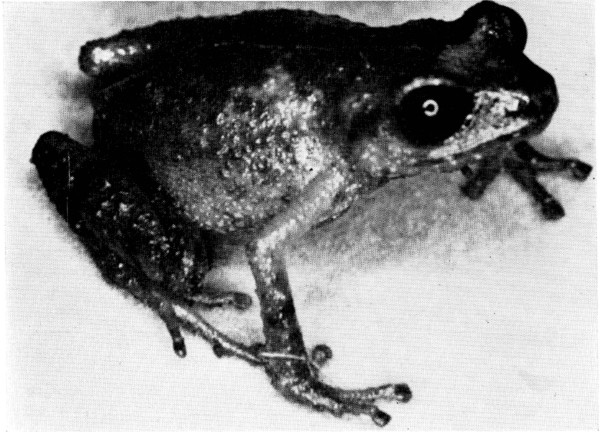Fig. 2. Adult male of Tomodactylus rufescens from Dos Aguas, Michoacán. × 4.