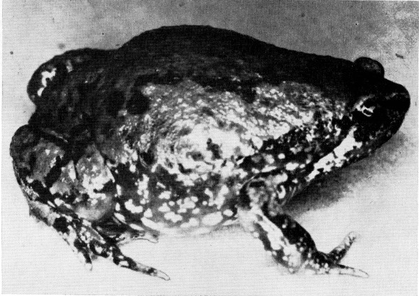Fig. 1. Adult male of Hypopachus caprimimus from Tuxpan, Michoacán. × 2-1/2.