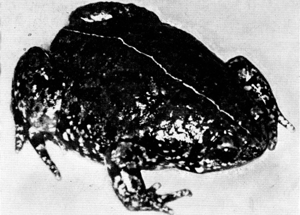 Fig. 2. Adult male of Hypopachus oxyrrhinus ovis from Tangamandapio, Michoacán. × 3.