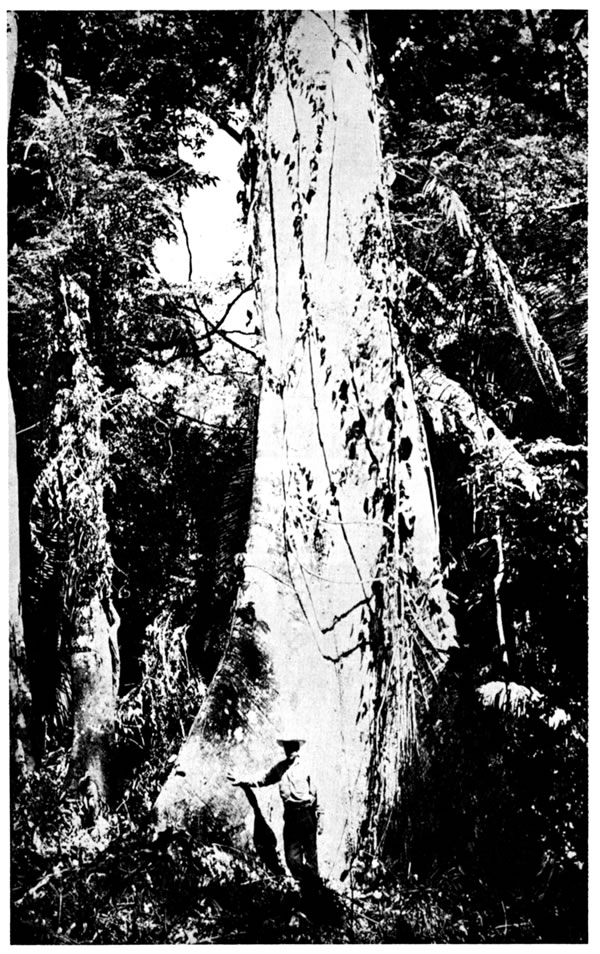 Interior of rainforest at Chinajá. Notice size of buttresses on large tree (Ceiba pentandra).