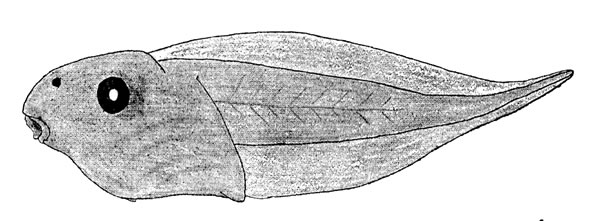 Fig. 4. Tadpole of Phyllomedusa callidryas taylori (KU 60006) from Toocog, El Petén, Guatemala. 