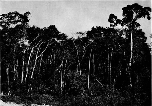 Fig. 1. Edge of rainforest along airstrip at Chinajá, El Petén, Guatemala.