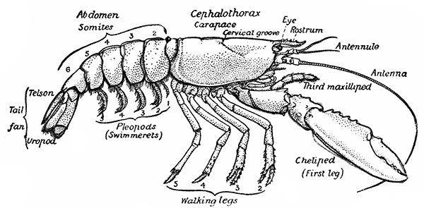 The Common Lobster