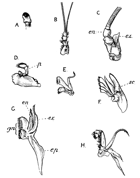 Appendages of Lobster