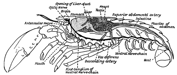 Dissection of Male Lobster