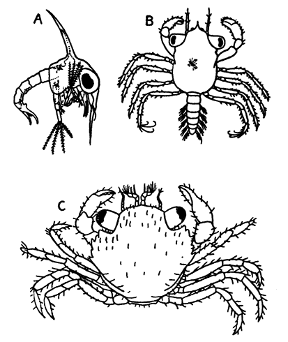 Larval Stages of the Common Shore Crab