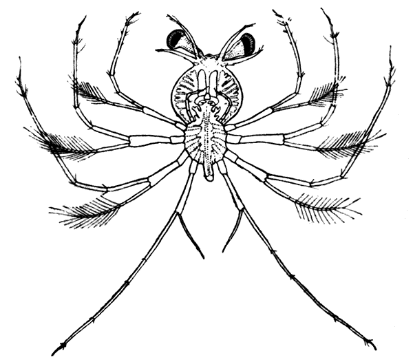 The Phyllosoma Larva of the Common Spiny Lobster