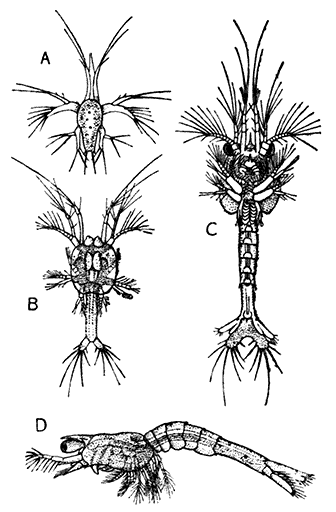 Larval Stages of the Prawn