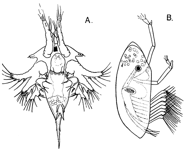 Larval Stages of the Common Rock Barnacle