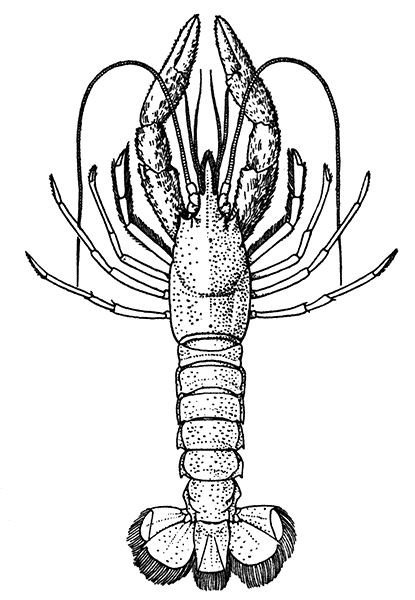A Deep-sea Lobster
