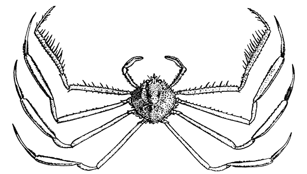 A Deep-sea Crab