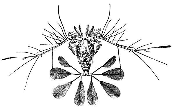 Calocalanus pavo