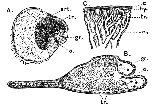 Structure of the Breathing Organs of Porcellio scaber